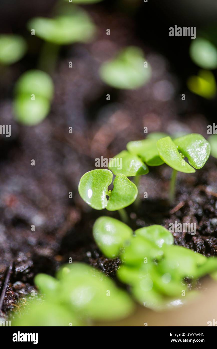 Small sprouts Stock Photo