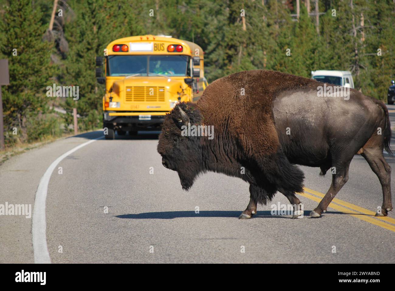 bison crossing the road in Yellostone park Stock Photo