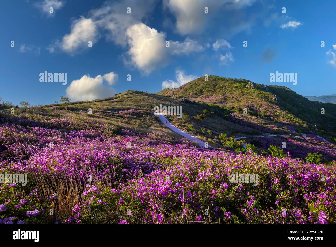 Azalea festival in korea hi-res stock photography and images - Alamy
