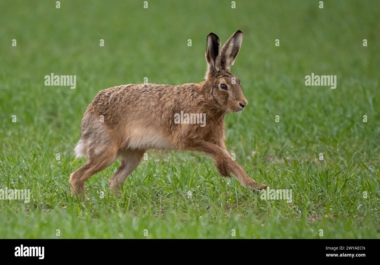 Hare in field Stock Photo