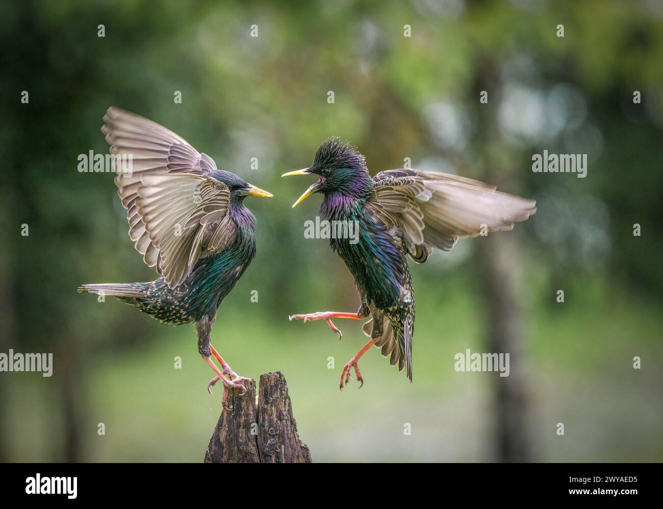 starlings fighting Stock Photo