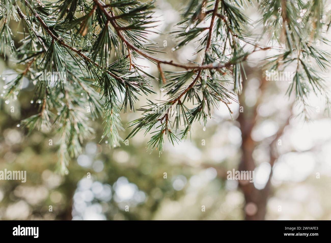 Raindrops on a fluffy fresh branches of larch. Close-up. Selective focus. Stock Photo