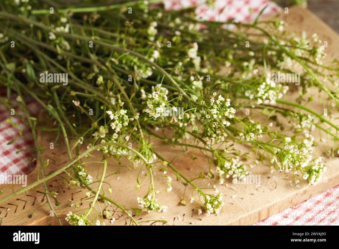Blooming shepherd's purse herb on a table - ingredient for tincture Stock Photo