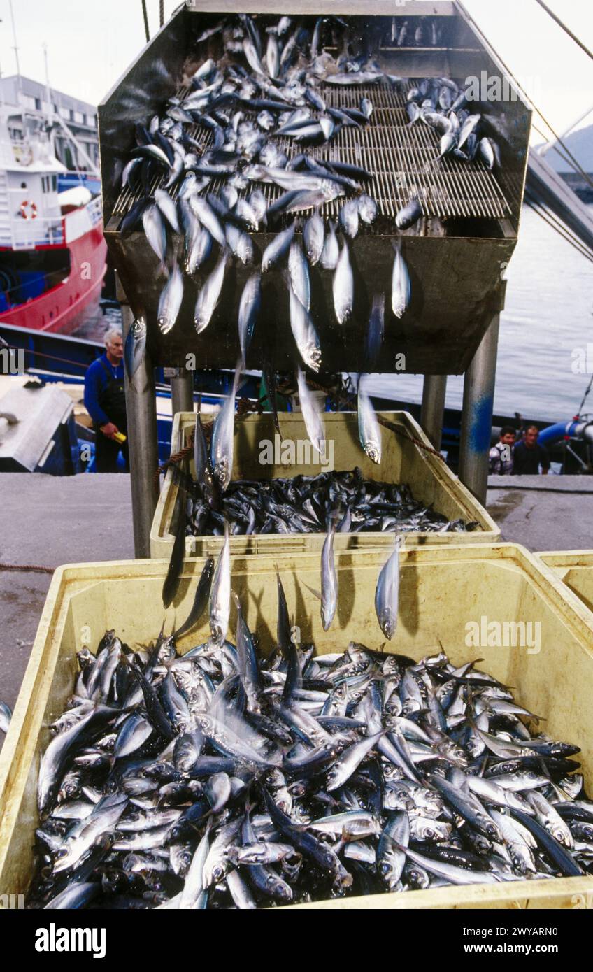 Unloading mackerels at port with a suction pump. Getaria. Spain. Stock Photo