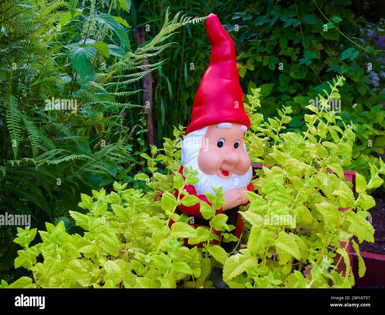 Garden Gnome among lemon balm plants in the vegetable garden in summer. Stock Photo