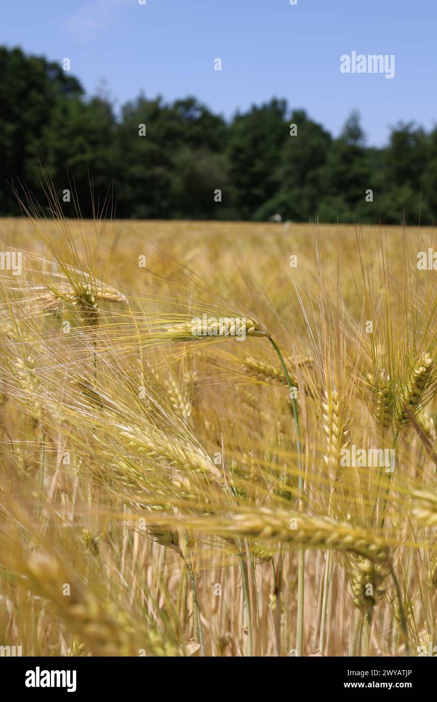 Barley field in summer in Sauerland Stock Photo
