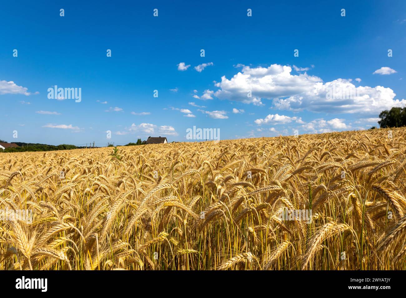Barley field in summer in Sauerland Stock Photo