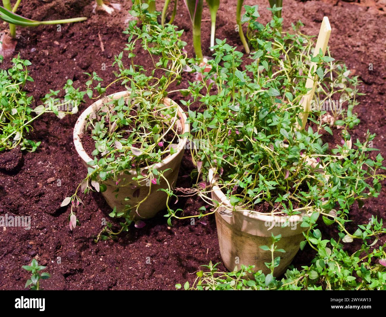 Small clay pots with thyme plants to be planted in the vegetable patch in the garden. Stock Photo