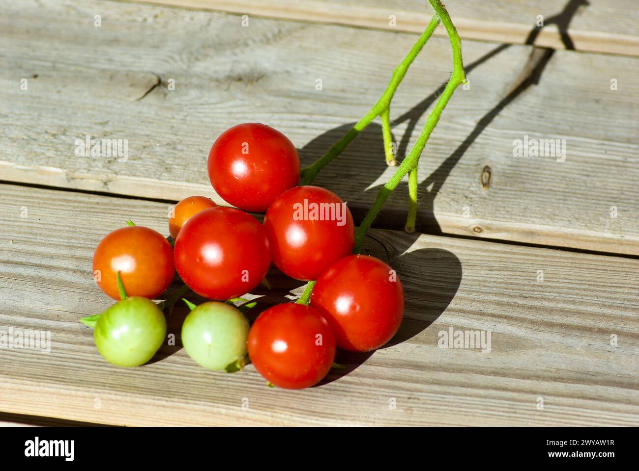 Cluster of ripe red organic cultivated tomatoes laying on wooden outdoor table in autumn. Stock Photo
