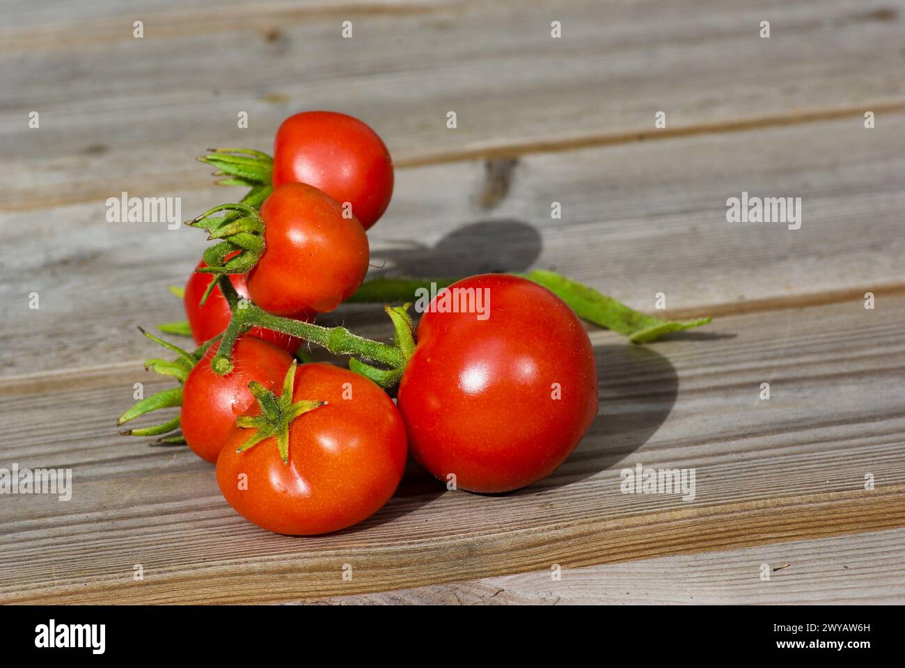 Cluster of ripe red organic cultivated tomatoes laying on wooden outdoor table in autumn. Stock Photo