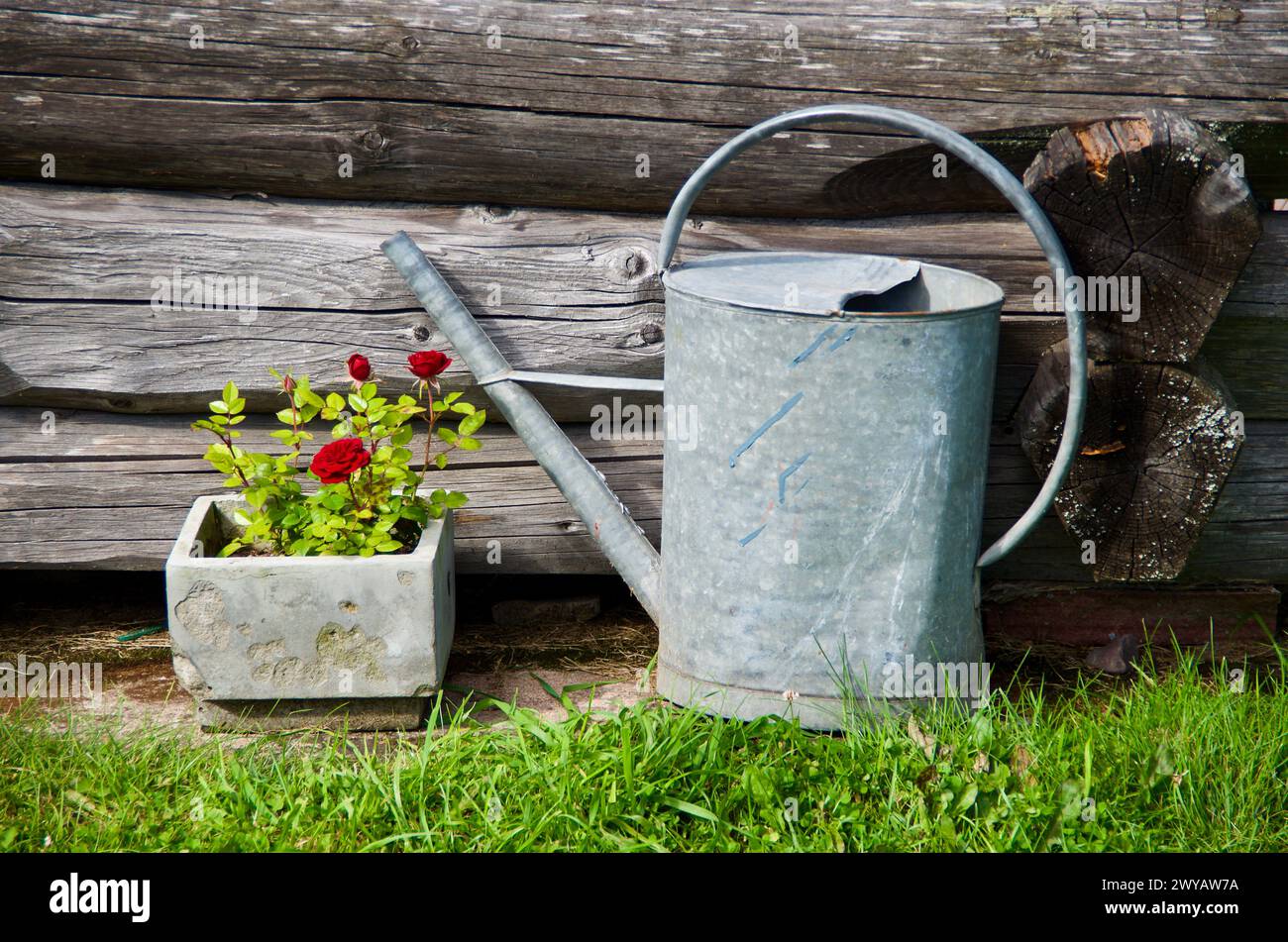 Close-up of a stone flower pot with a red rose plant and a zinc watering can in front of a log building in summer. Stock Photo