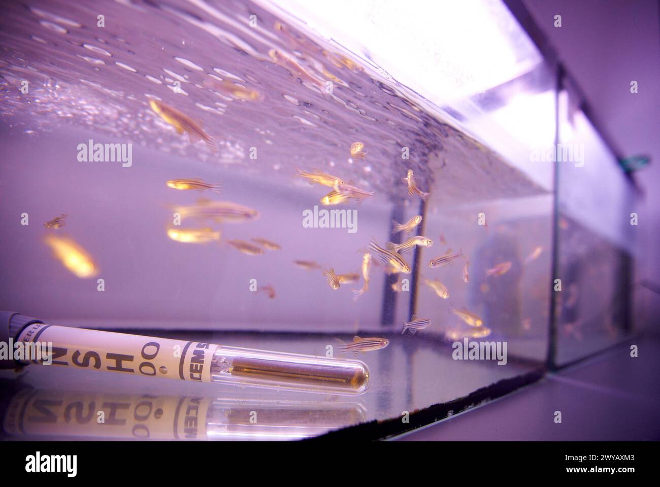 Ecotoxicity biocide test laboratory technology hi-res stock photography ...