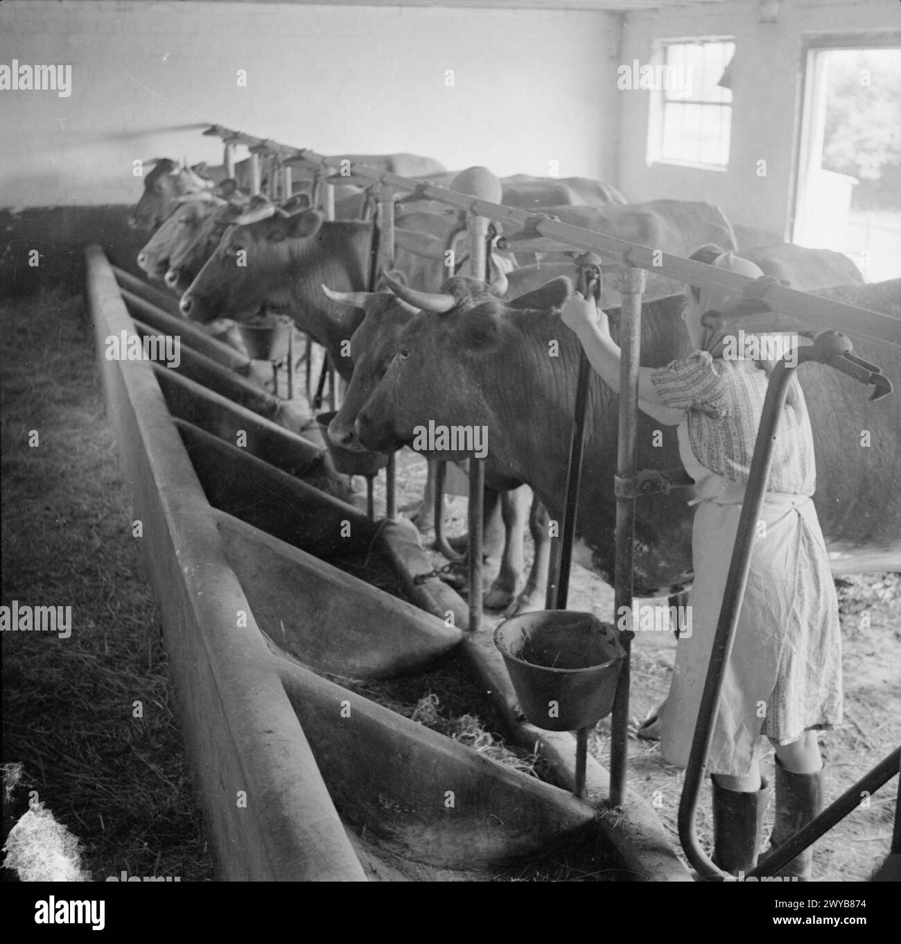 AGRICULTURE IN BRITAIN: LIFE ON GEORGE CASELY'S FARM, DEVON, ENGLAND