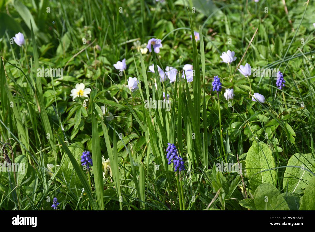 Spring meadow garden with muscari, grape hyacinths, anemone nemorosa robinsoniana UK March Stock Photo