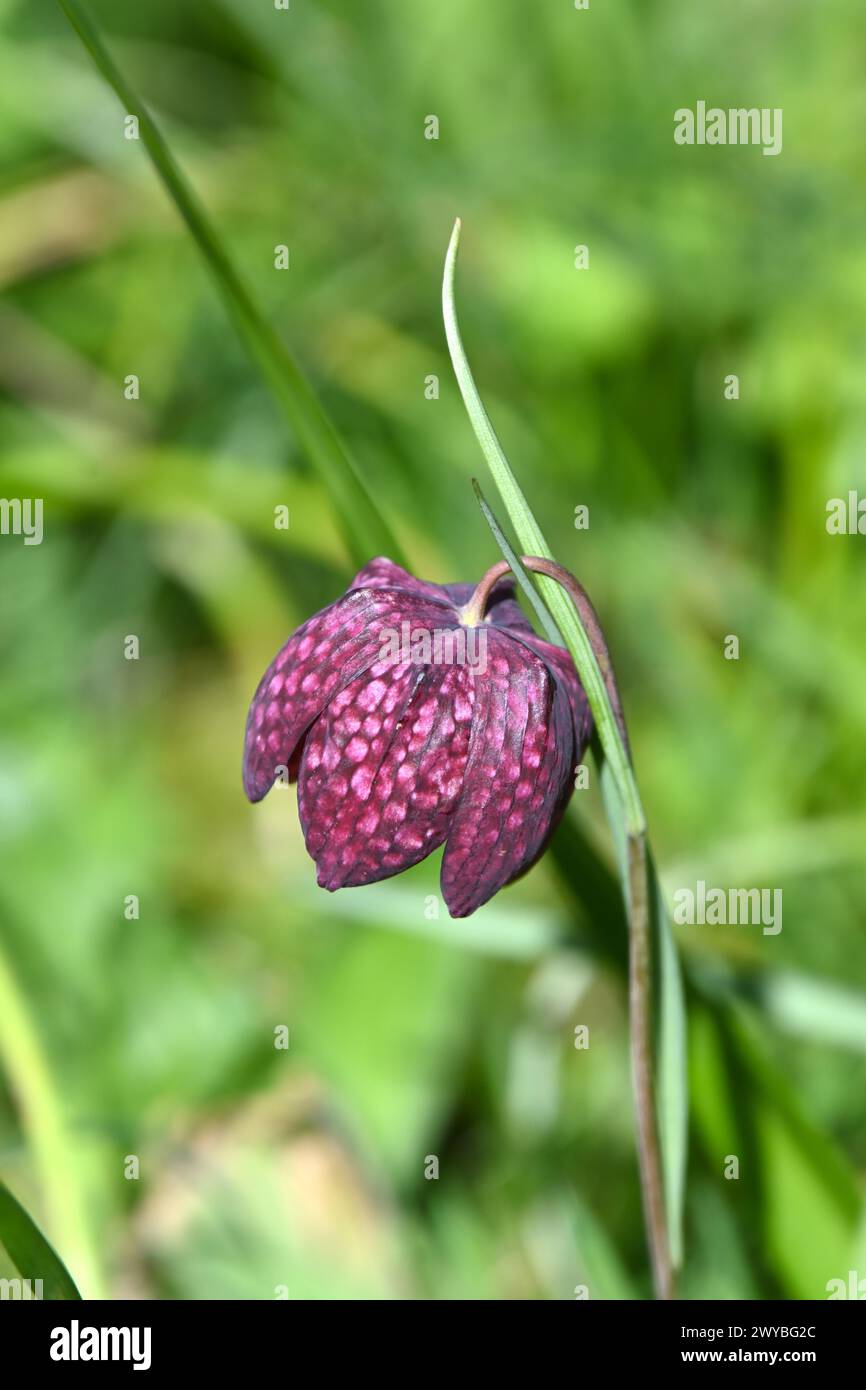 Single checkered purple spring flower of Snake's Head fritillary Fritillaria meleagris in UK garden March Stock Photo
