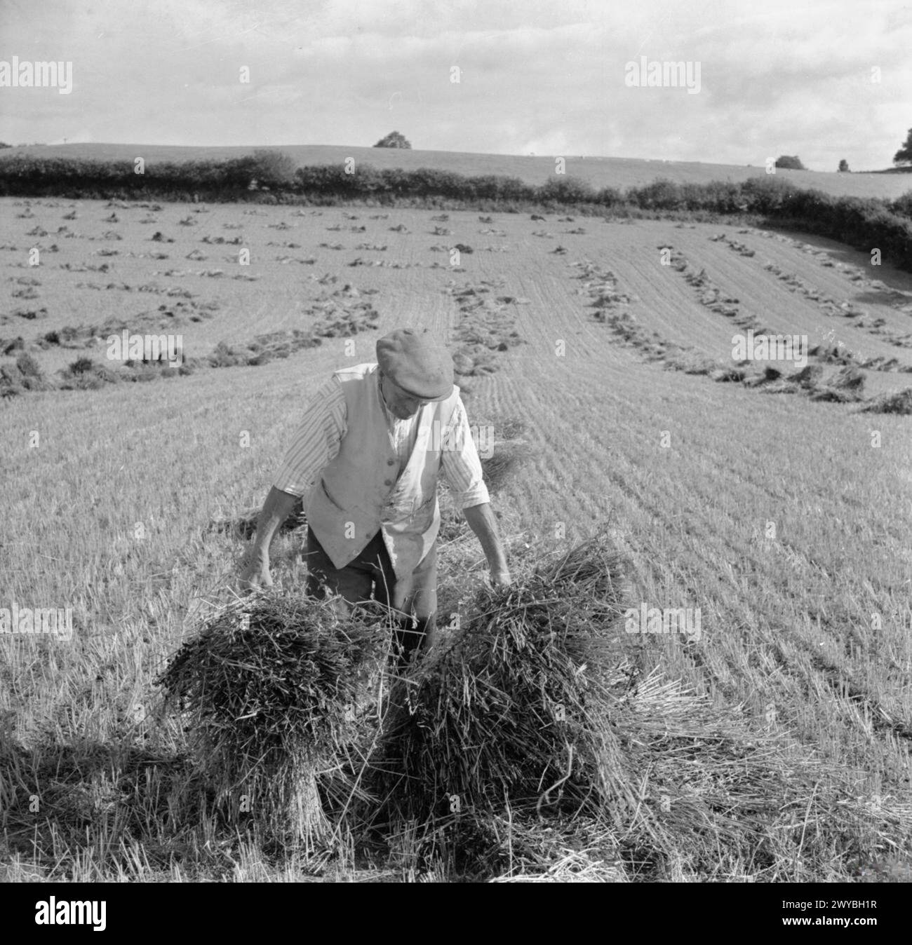 HARVESTING AT MOUNT BARTON, DEVON, ENGLAND, 1942 - 80 year old William ...