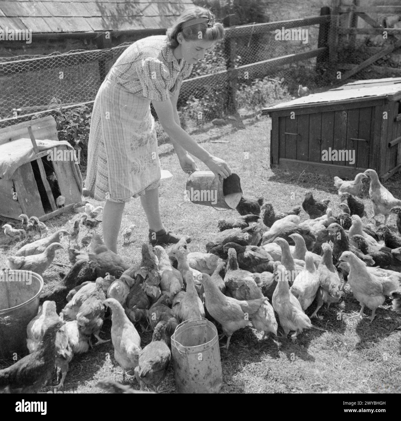 AGRICULTURE IN BRITAIN: LIFE ON MOUNT BARTON FARM, DEVON, ENGLAND, 1942 ...