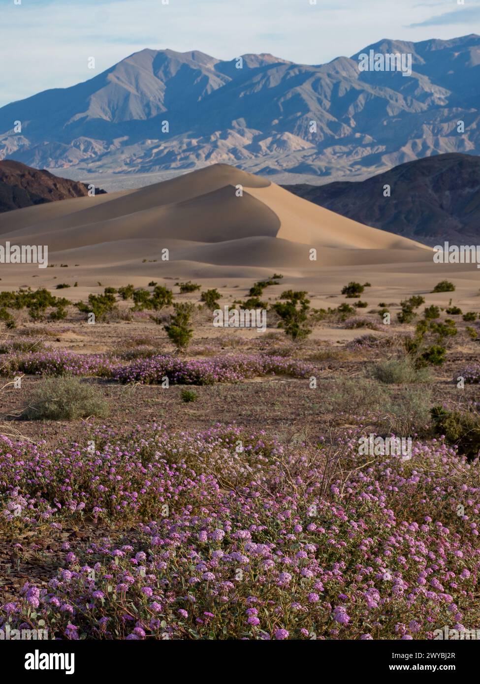 Superbloom of wildflowers at the spectacular Ibex sand dunes in Death Valley National Park, California, USA Stock Photo