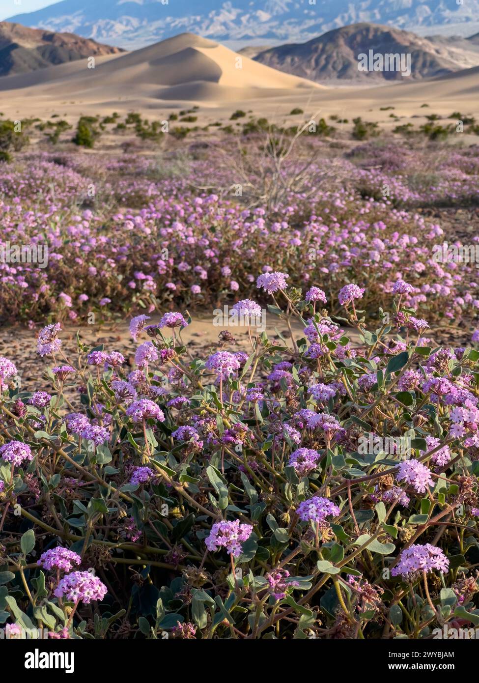superbloom-of-wildflowers-at-the-spectacular-ibex-sand-dunes-in-death