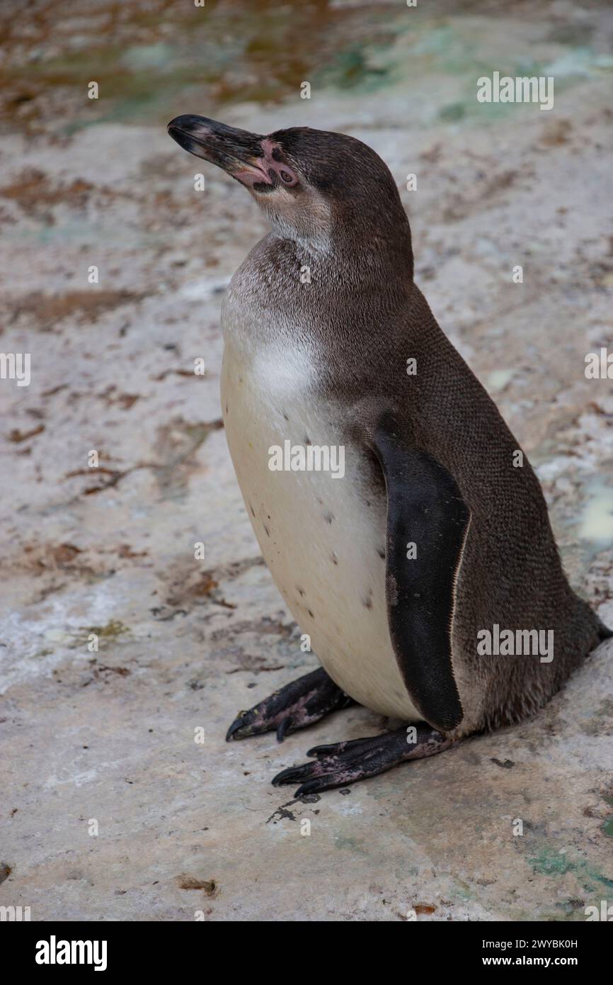 Emperor Penguin in Summer on land Stock Photo - Alamy