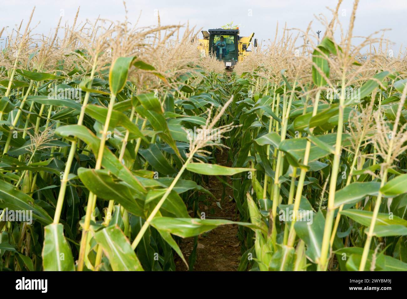 Corn harvesting, Oco near Estella. Navarra, Spain. Stock Photo