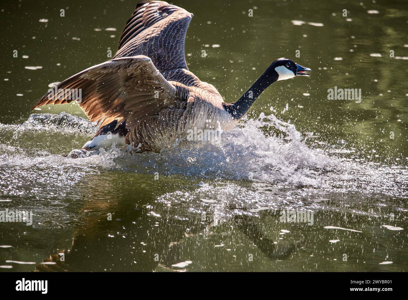 Splash down hi-res stock photography and images - Alamy