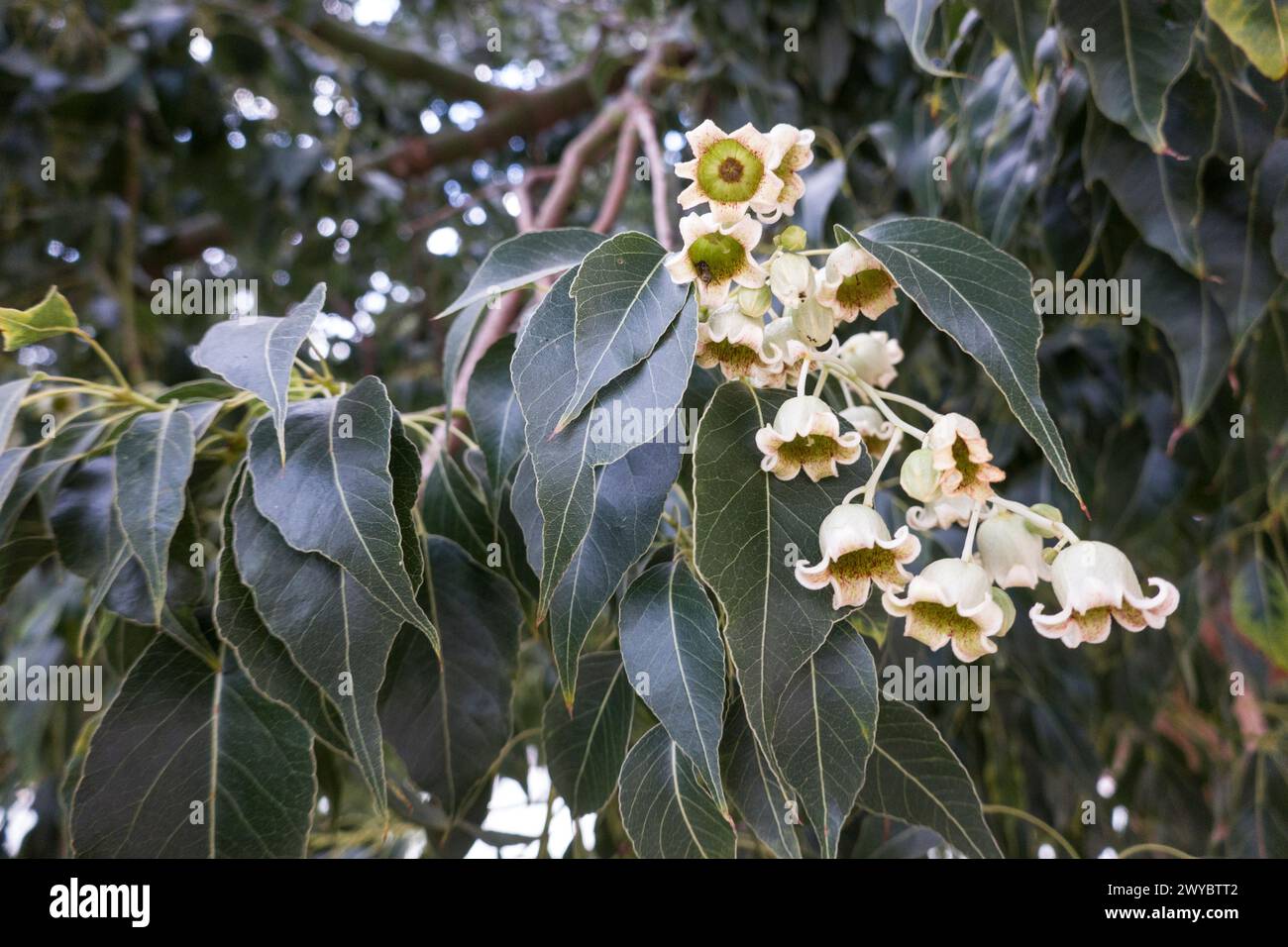 Pappelblättriger Brachychiton oder Kurrajong-Flaschenbaum (Brachychiton populneus), Puerto Mogan, Gran Canaria , Kanarische Inseln, Spanien Stock Photo