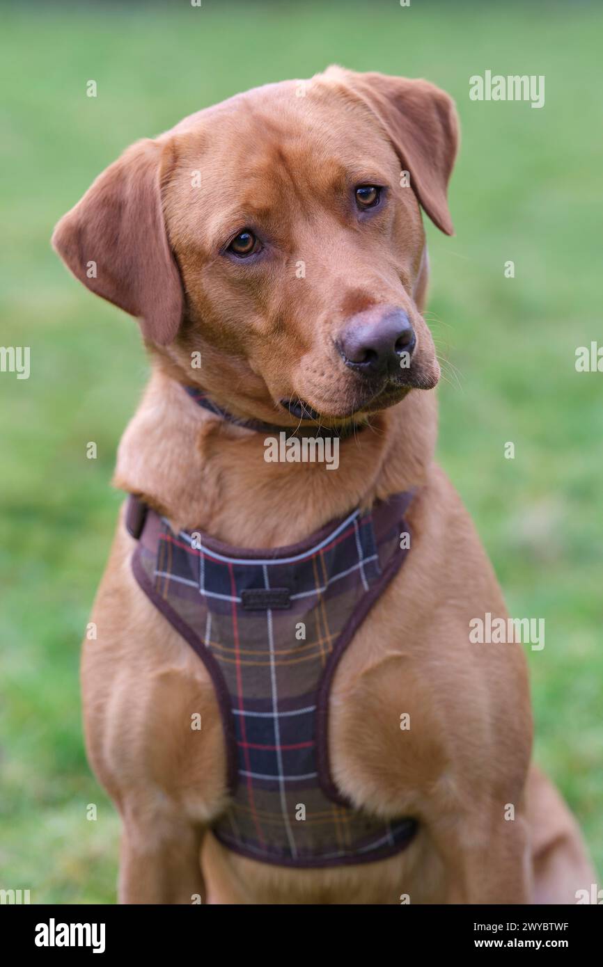 Portrait of a Fox Red Labrador in a field Stock Photo