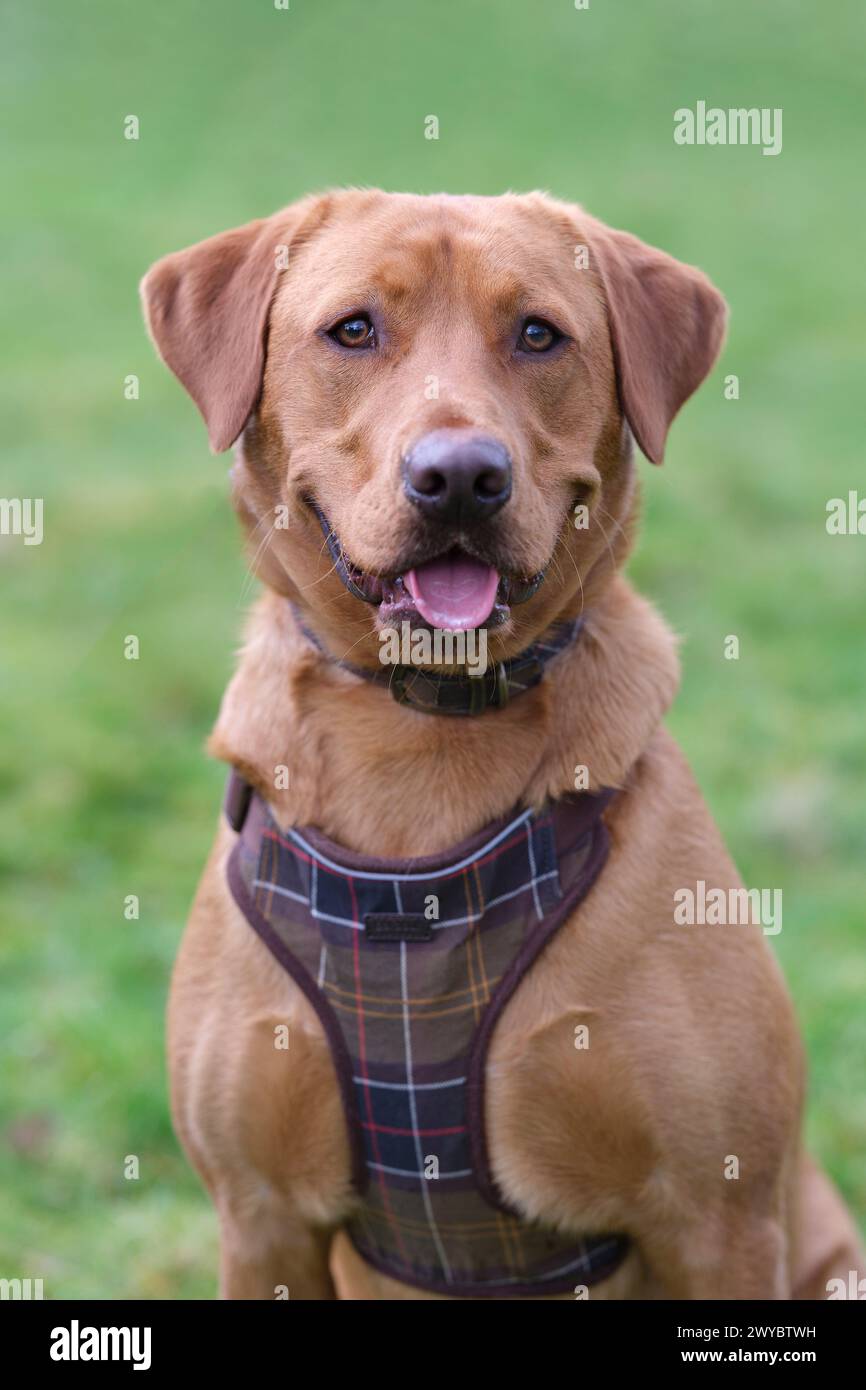 Portrait of a Fox Red Labrador in a field Stock Photo