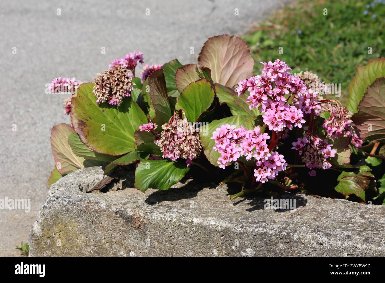 Bergenia or Elephant eared saxifrage or Elephants ears rhizomatous evergreen perennial flowering plant with dense bunch of open blooming Stock Photo