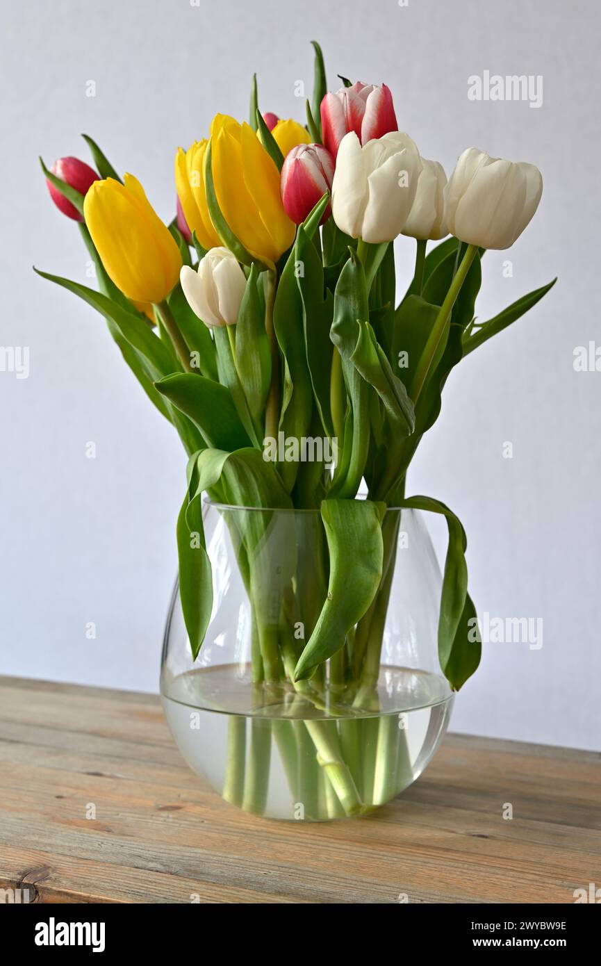 yellow, white and pink tulips in a glass vase on a wooden shelf on a neutral background Stock Photo