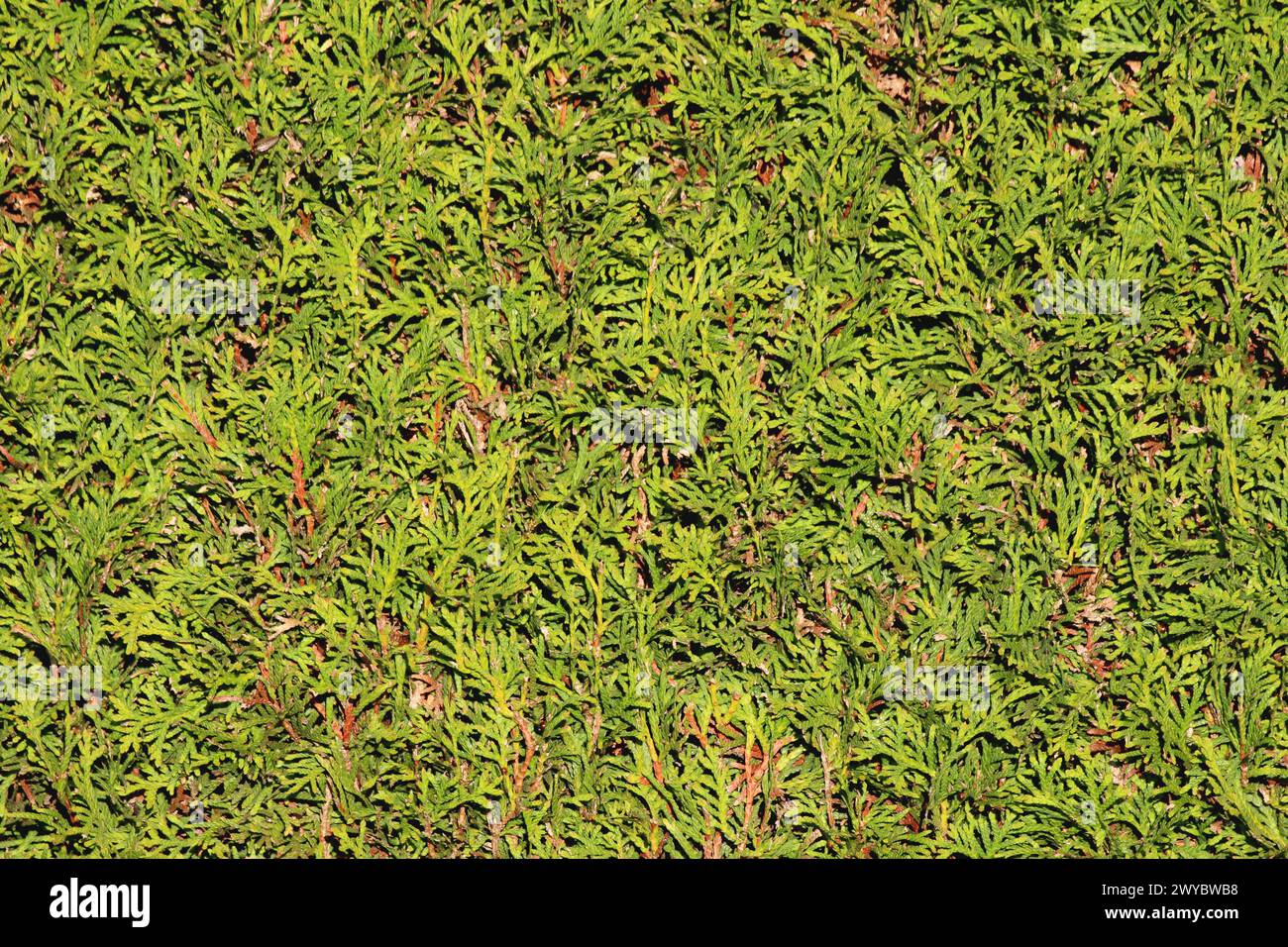 Closeup of Cypress or Cupressus evergreen trees uncut light to dark green scale like leaves growing in form of hedge on warm sunny spring day Stock Photo