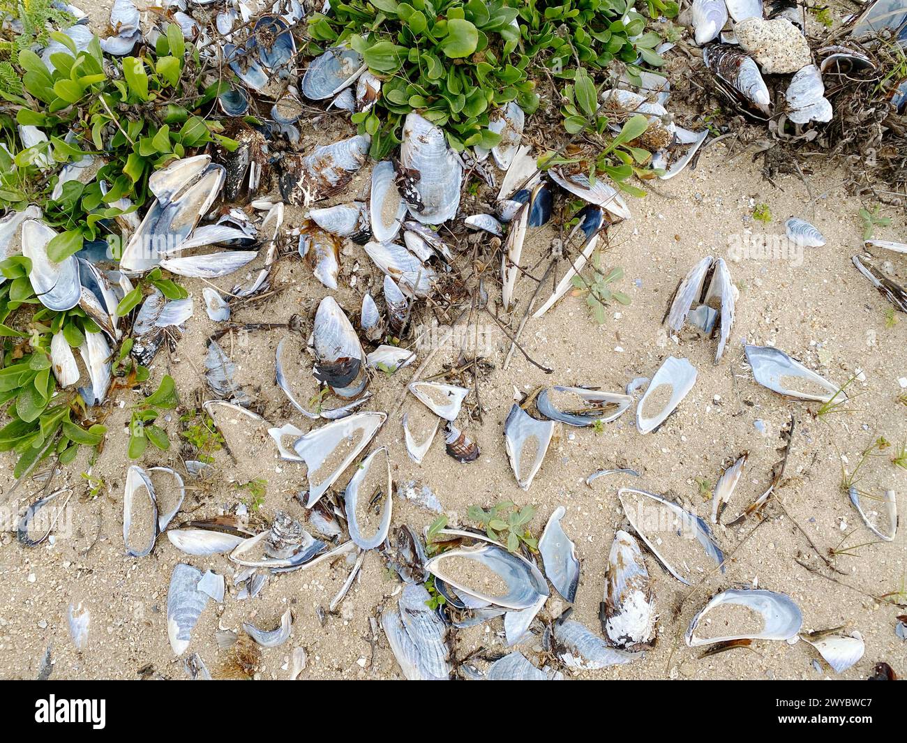 Scattered mussel shells on a sandy beach with vegetation Stock Photo