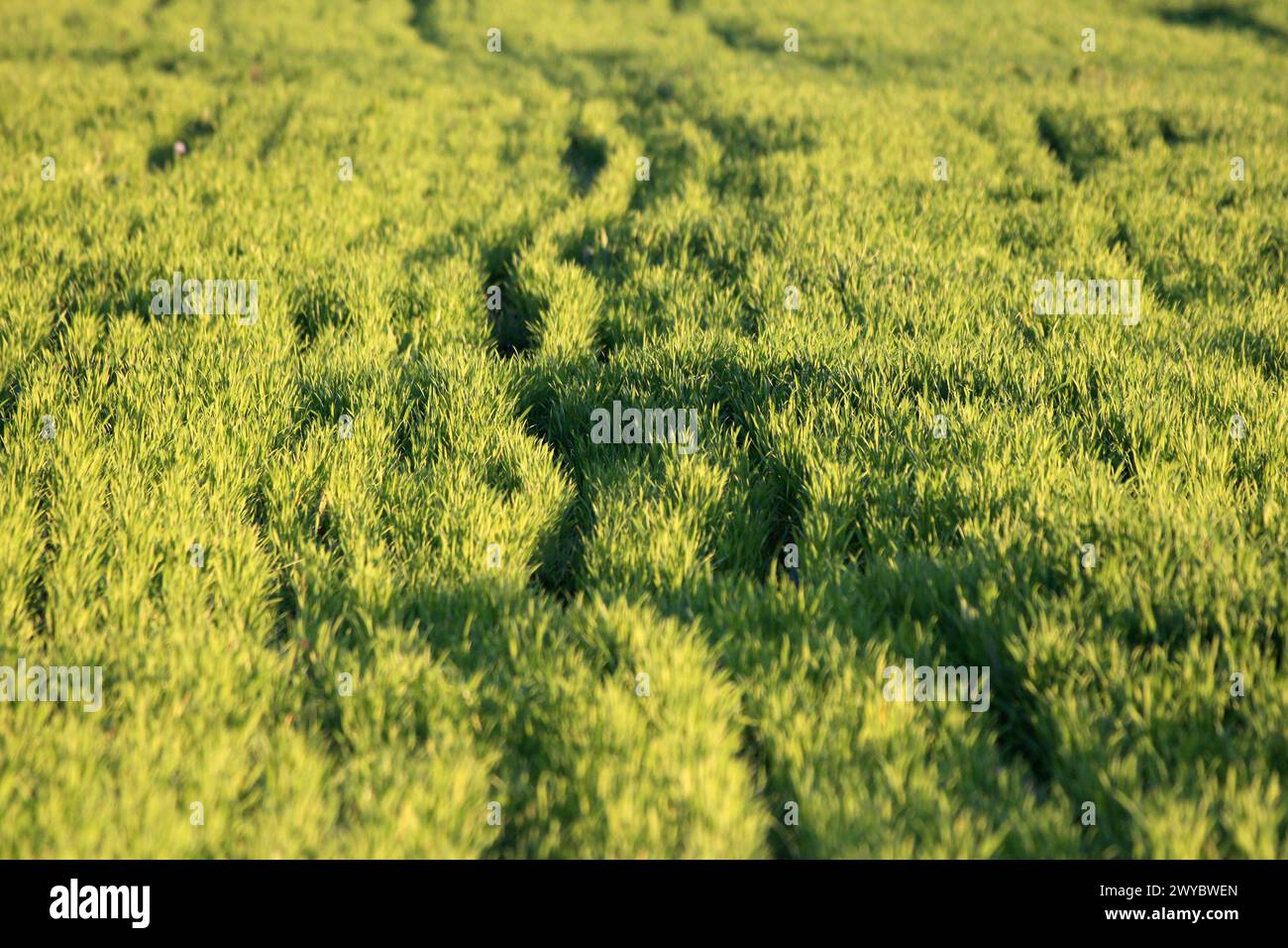 Field of fresh green densely planted Common wheat or Triticum aestivum or bread wheat cultivated homegrown wheat species growing in tight rows Stock Photo