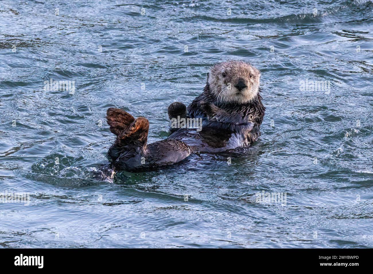 Closeup of sea otter (Enhydra lutris) Floating in ocean in Morro Bay, California. Stock Photo