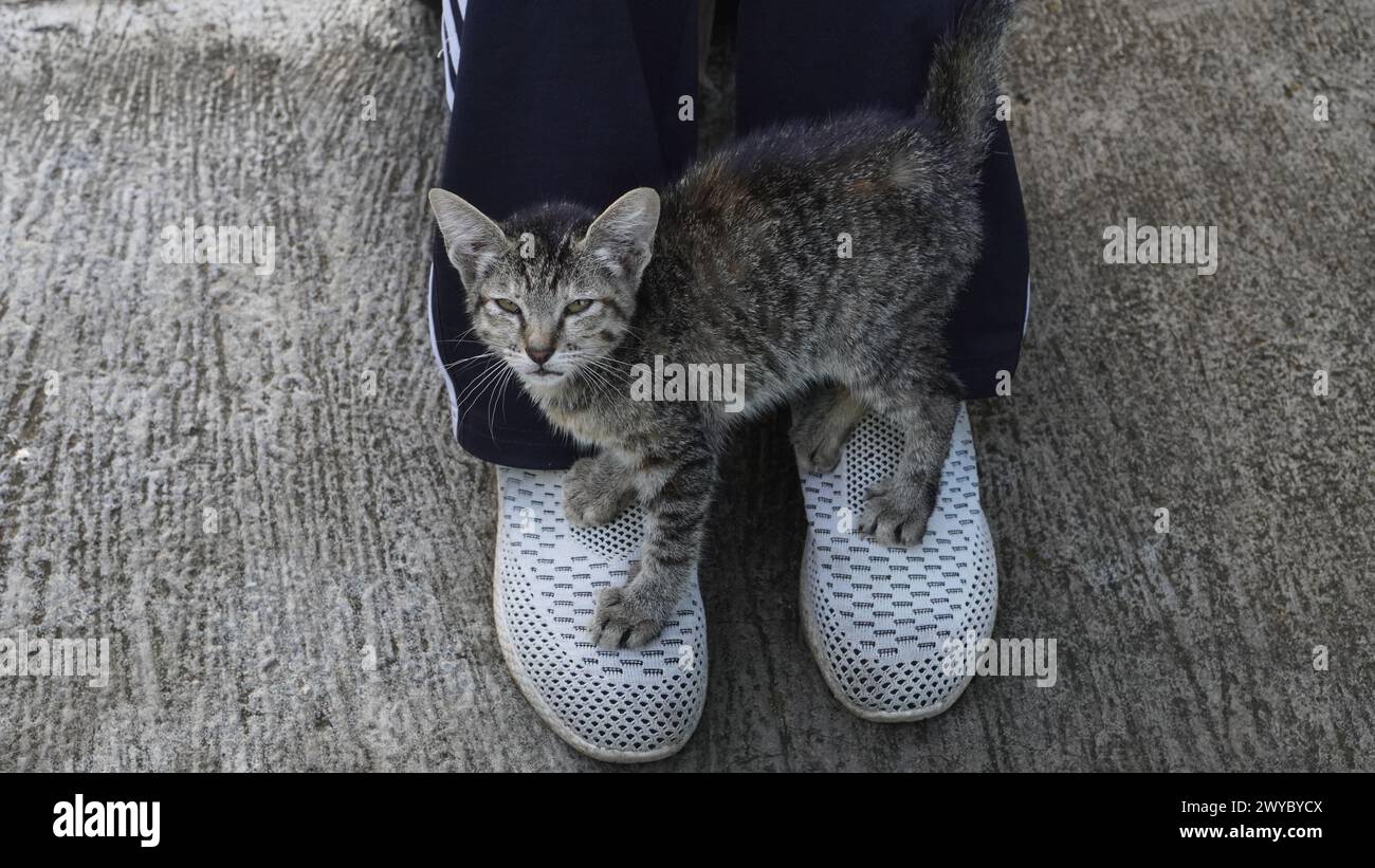 A small gray stray cat standing on human feet wearing shoes Stock Photo