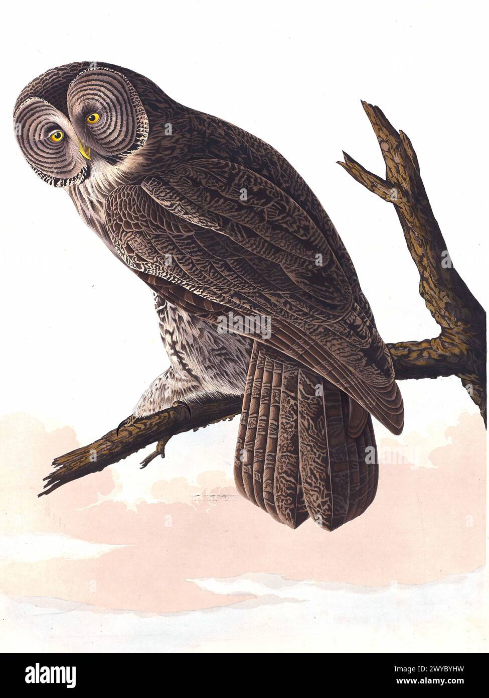 Retro owl paintings hi-res stock photography and images - Alamy