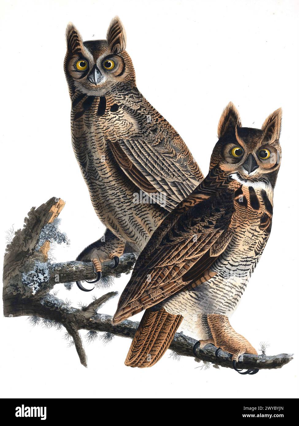 Retro owl paintings hi-res stock photography and images - Alamy