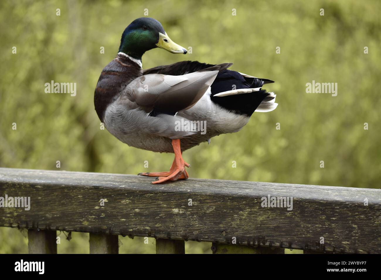 Drake Mallard Duck (Anas platyrhynchos) in Breeding Plumage, Standing in Left-Profile at Eye Level and Head Turned to Right on Top of Wooden Railings Stock Photo