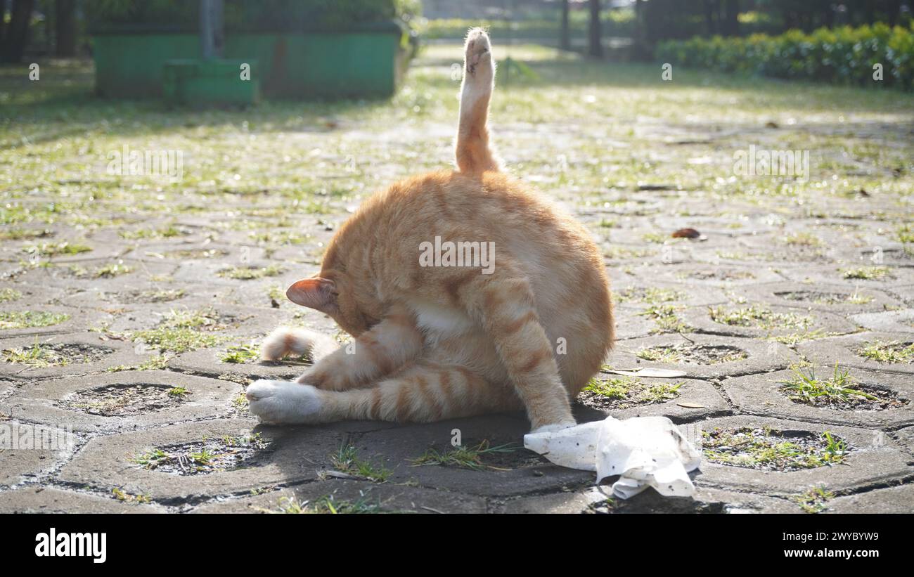 An orange stray cat licking its body to clean it from dirt in a park Stock Photo