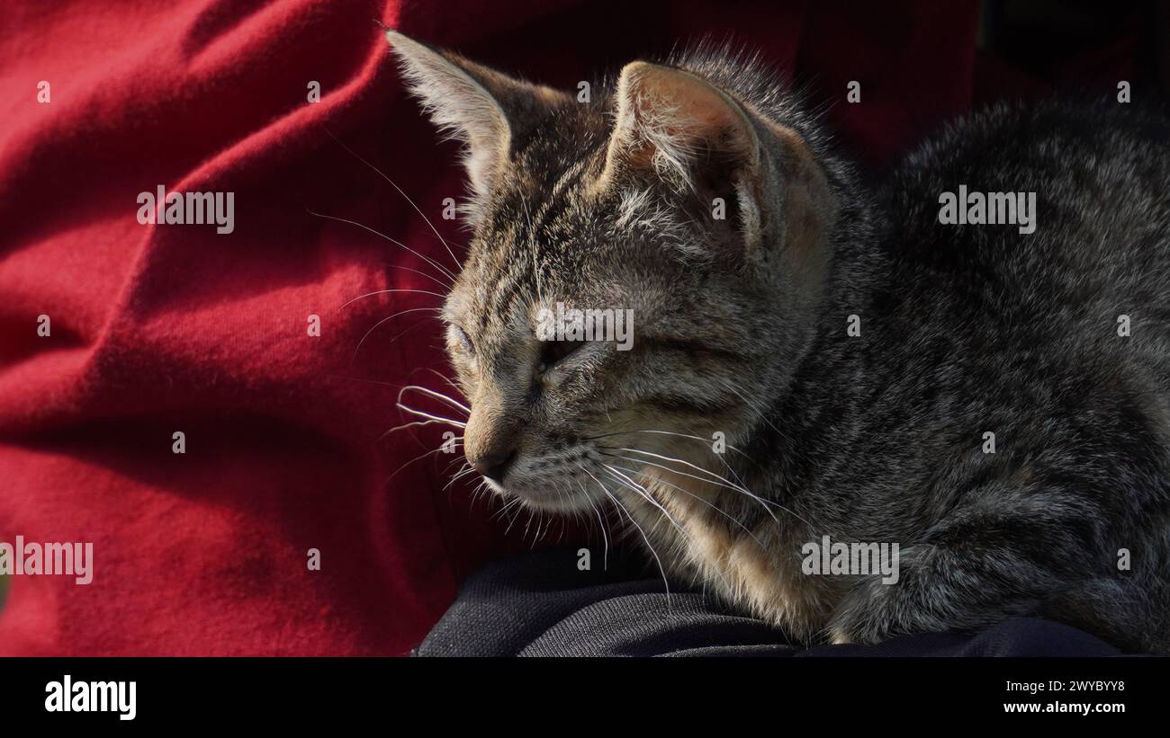 A small gray cat sleeping on a human's lap in the morning Stock Photo
