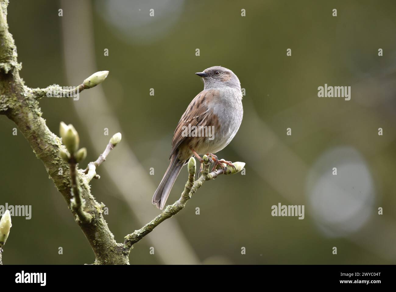 Close-Up Image of a Dunnock (Prunella modularis) Perched at the End of a Budding Twig, Centre, in Right-Profile with Head Looking Back, taken in UK Stock Photo