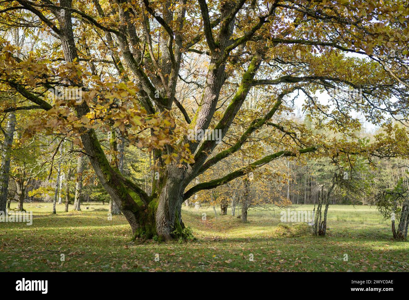 Old oak (Quercus robur) with yellow leaves in the sunlight. Scenic fall background. Warm autumn natural scenery. Stock Photo