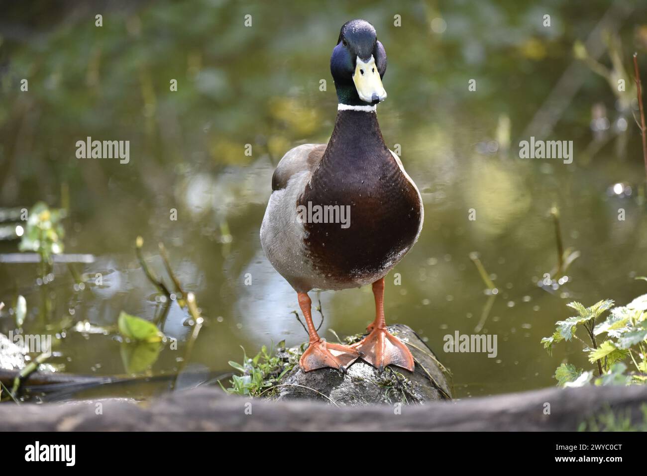Drake Mallard (Anas platyrhynchos) Standing on Boulder, Centre Foreground of Image, Looking Directly Into Camera, against a Sunlit Pond Background Stock Photo