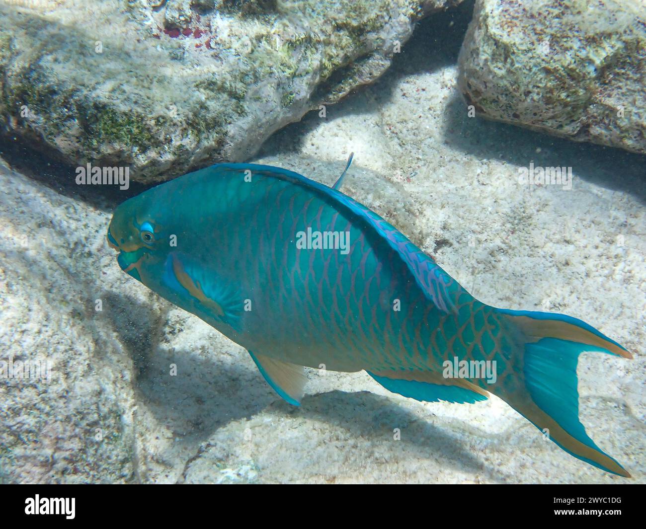 Underwater photography of a  Queen parrotfish (Scarus vetula) in the Caribbean Sea, Bonaire, Caribbean Netherlands Stock Photo