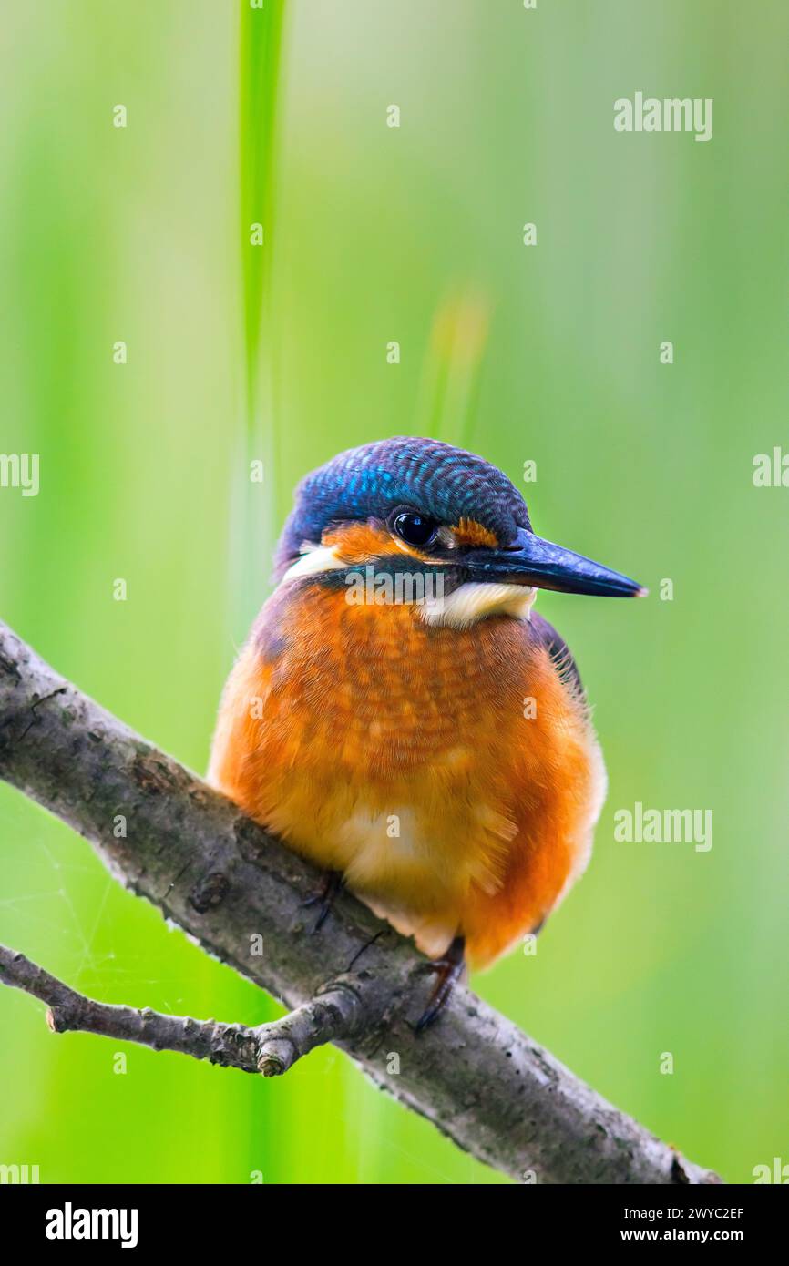 Common kingfisher (Alcedo atthis) juvenile perched on branch over water of pond in summer Stock Photo