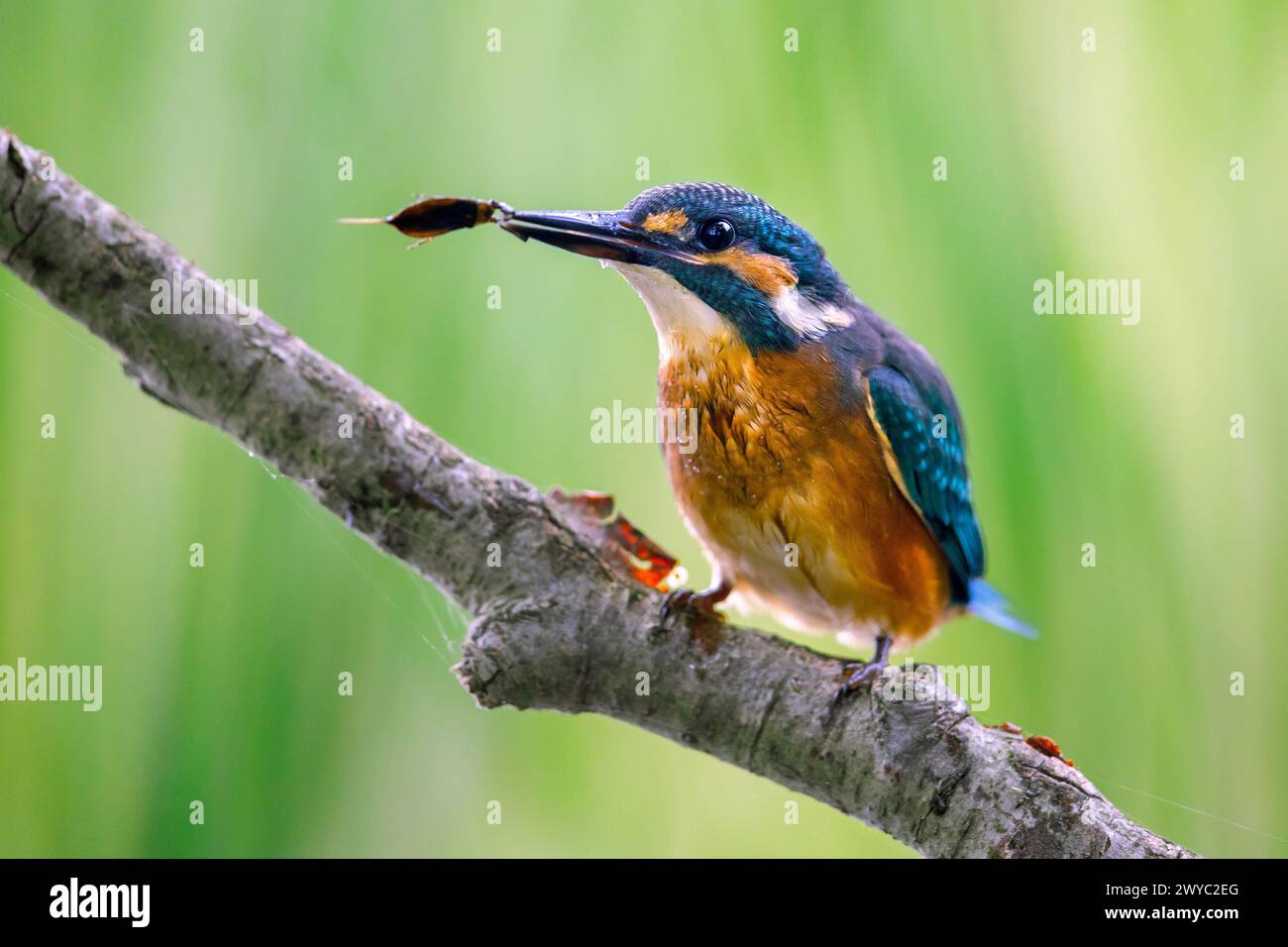 Common kingfisher (Alcedo atthis) juvenile, perched on branch over water of pond with caught water scorpion in beak in summer Stock Photo