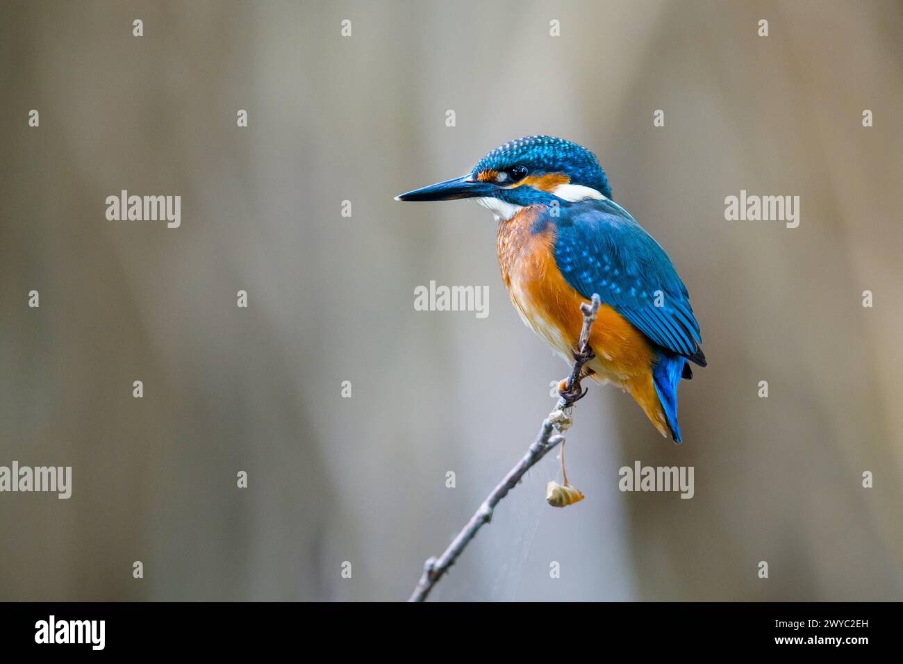 Common kingfisher (Alcedo atthis) juvenile, perched on twig over water of pond in late summer Stock Photo