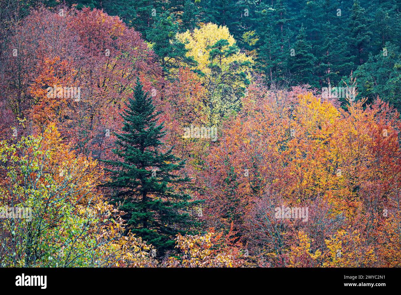 Autumn colors.Irati forest Stock Photo