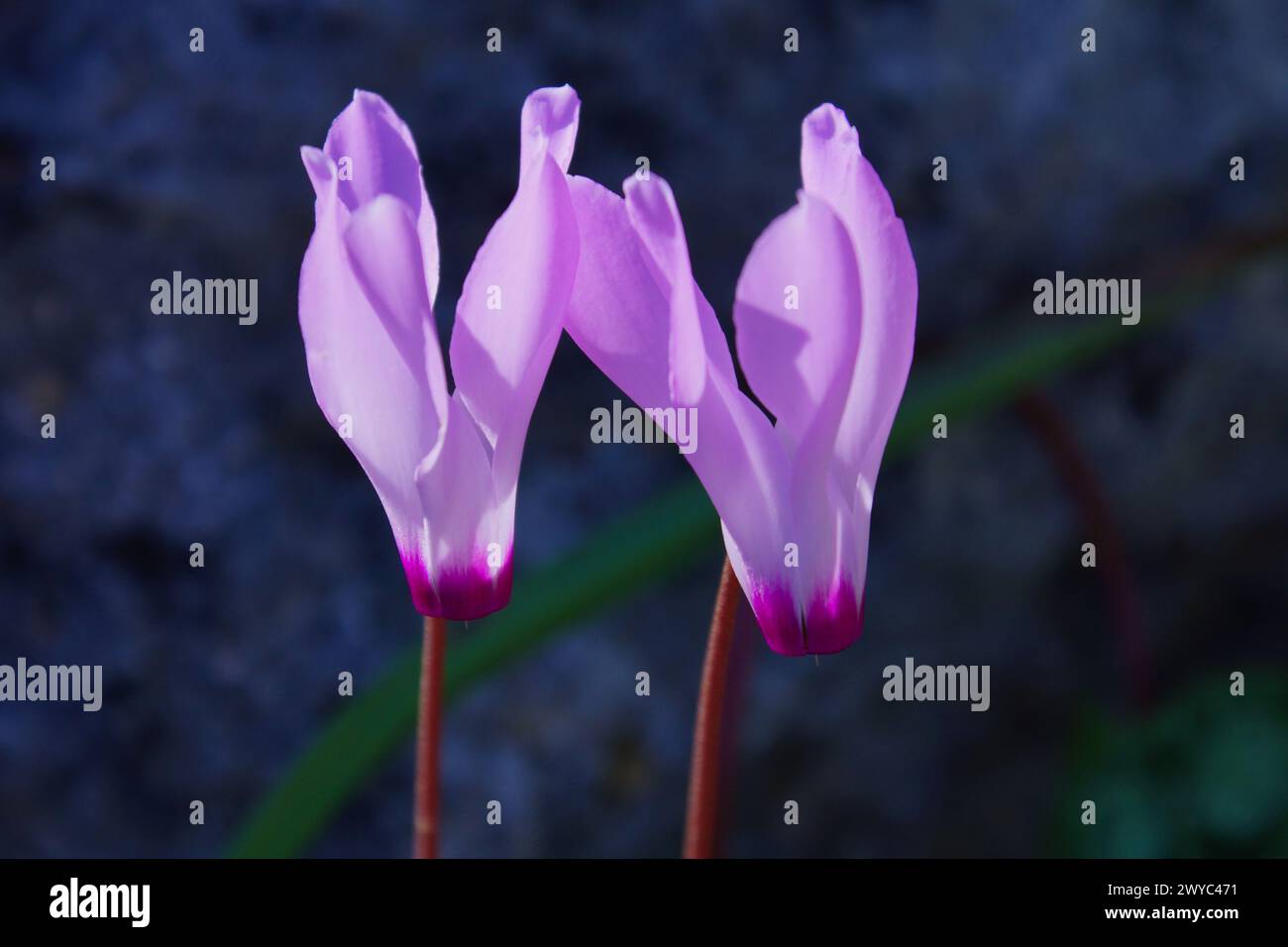 Two pink flowers of the Persian cyclamen (Cyclamen persicum), Cyprus Stock Photo